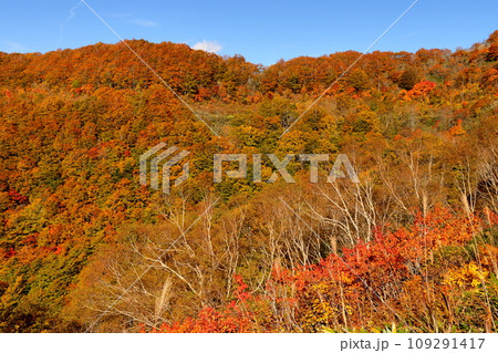福島県耶麻郡猪苗代町 高湯温泉と土湯峠を結ぶ磐梯吾妻スカイラインの国見台付近で見られる紅葉 福島県耶麻郡猪苗代町 高湯温泉と土湯峠を結ぶ磐梯吾妻スカイラインの国見台付近で見られる紅葉 109291417