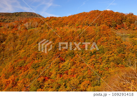 福島県耶麻郡猪苗代町 高湯温泉と土湯峠を結ぶ磐梯吾妻スカイラインの国見台付近で見られる紅葉 福島県耶麻郡猪苗代町 高湯温泉と土湯峠を結ぶ磐梯吾妻スカイラインの国見台付近で見られる紅葉 109291418