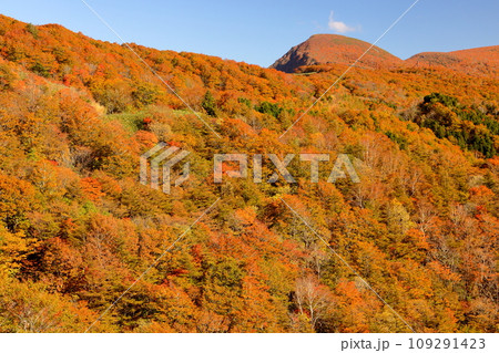 福島県耶麻郡猪苗代町 高湯温泉と土湯峠を結ぶ磐梯吾妻スカイラインの国見台付近で見られる紅葉 福島県耶麻郡猪苗代町 高湯温泉と土湯峠を結ぶ磐梯吾妻スカイラインの国見台付近で見られる紅葉 109291423