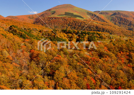 福島県耶麻郡猪苗代町 高湯温泉と土湯峠を結ぶ磐梯吾妻スカイラインの国見台付近で見られる紅葉 福島県耶麻郡猪苗代町 高湯温泉と土湯峠を結ぶ磐梯吾妻スカイラインの国見台付近で見られる紅葉 109291424