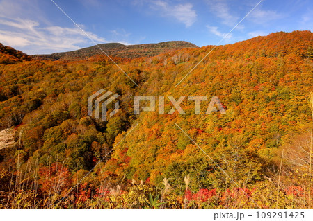 福島県耶麻郡猪苗代町　高湯温泉と土湯峠を結ぶ磐梯吾妻スカイラインの国見台付近で見られる紅葉 109291425