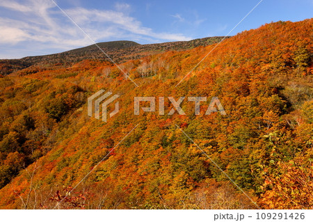 福島県耶麻郡猪苗代町 高湯温泉と土湯峠を結ぶ磐梯吾妻スカイラインの国見台付近で見られる紅葉 福島県耶麻郡猪苗代町 高湯温泉と土湯峠を結ぶ磐梯吾妻スカイラインの国見台付近で見られる紅葉 109291426