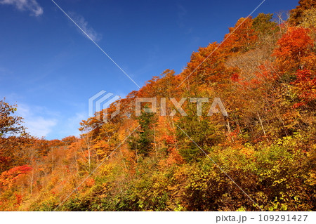 福島県耶麻郡猪苗代町 高湯温泉と土湯峠を結ぶ磐梯吾妻スカイラインの国見台付近で見られる紅葉 福島県耶麻郡猪苗代町 高湯温泉と土湯峠を結ぶ磐梯吾妻スカイラインの国見台付近で見られる紅葉 109291427