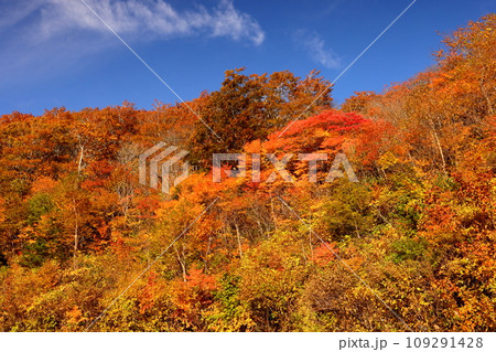 福島県耶麻郡猪苗代町　高湯温泉と土湯峠を結ぶ磐梯吾妻スカイラインの国見台付近で見られる紅葉 109291428