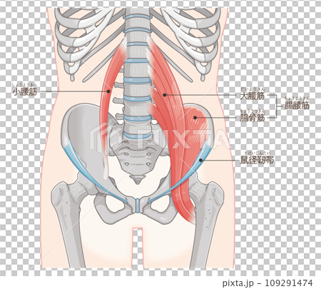 Iliopsoas muscle, muscles around the pelvis, inguinal ligament, psoas major, psoas minor, iliac muscle, illustration, illustration 109291474
