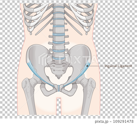 inguinal ligament, hip joint, pelvis, femur, spine, illustration, illustration 109291478