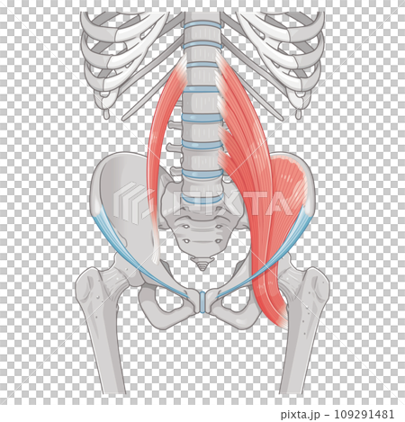 髂腰肌、骨盆周圍的肌肉、腹股溝韌帶、腰大肌、腰小肌、髂肌、插圖、插圖 髂腰肌、骨盆周圍的肌肉、腹股溝韌帶、腰大肌、腰小肌、髂肌、插圖、插圖 109291481