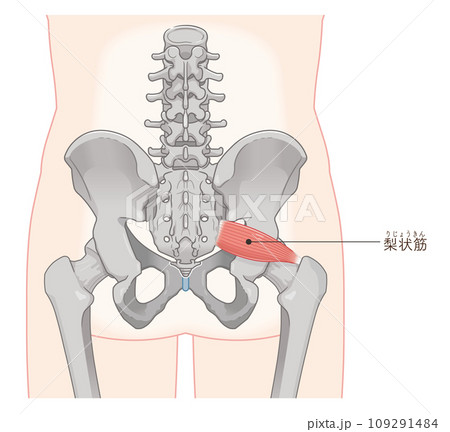 梨状筋、piriformis、股関節、背骨、イラスト、illustration 109291484