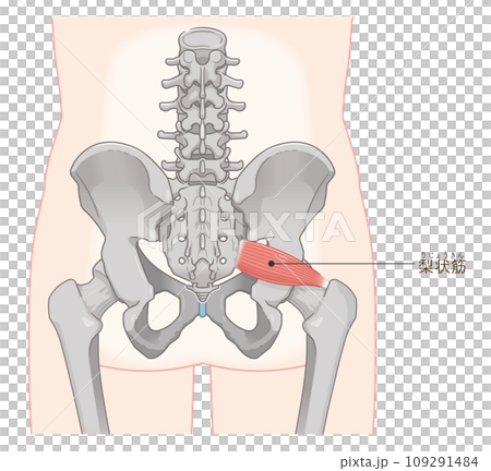 梨状筋、piriformis、股関節、背骨、イラスト、illustration 109291484
