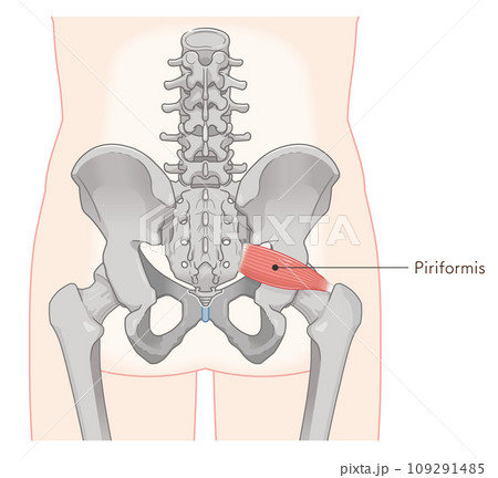 梨状筋、piriformis、股関節、背骨、イラスト、illustration 109291485