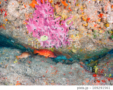 ヒリゾ浜の水中洞窟にいる美しいアカハタ(ハタ科)。 静岡県伊豆半島賀茂郡南伊豆町中木から渡し船で渡 ヒリゾ浜の水中洞窟にいる美しいアカハタ(ハタ科)。 静岡県伊豆半島賀茂郡南伊豆町中木から渡し船で渡 109291561