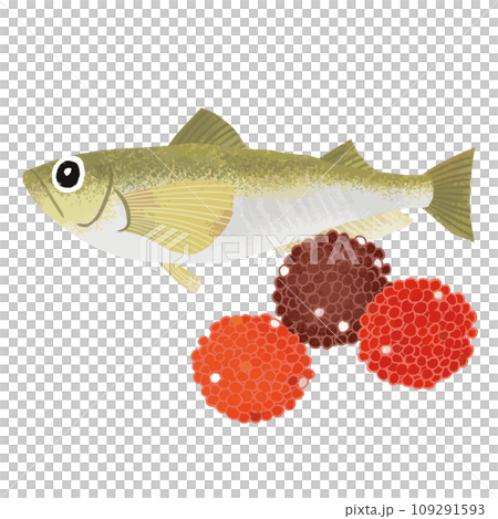 Watercolor style illustration of sandfish and buriko 109291593