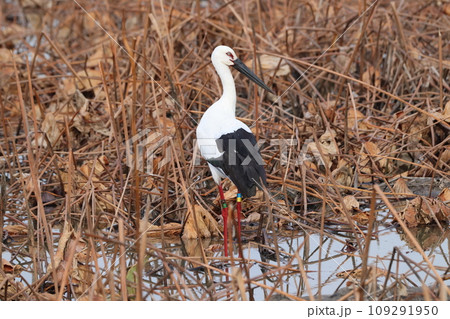 ハス田で採餌するコウノトリ ハス田で採餌するコウノトリ 109291950