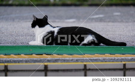 そっぽ向く猫 109292111