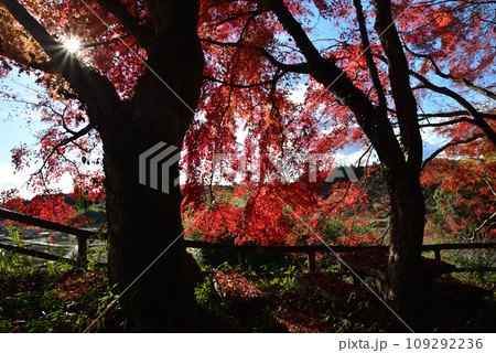 観音山の紅葉　2022-11-24　＃101 109292236