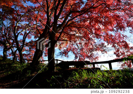観音山の紅葉　2022-11-24　＃103 109292238