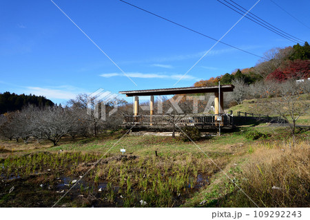 観音山の紅葉 2022-11-24 #108 観音山の紅葉 2022-11-24 #108 109292243