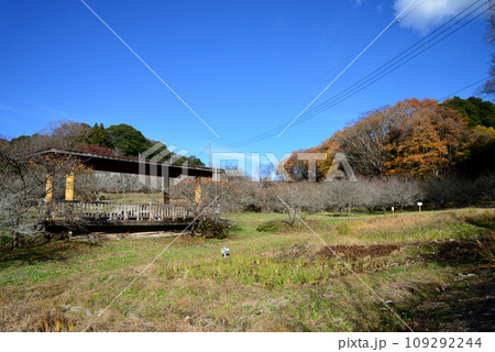 観音山の紅葉 2022-11-24 #109 観音山の紅葉 2022-11-24 #109 109292244