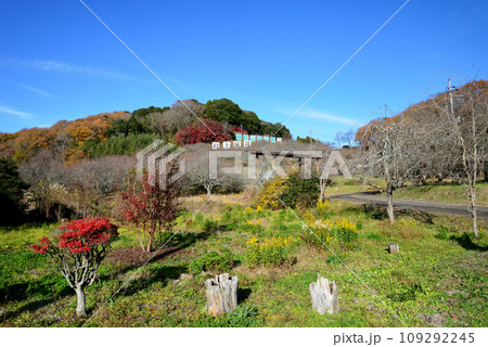 観音山の紅葉 2022-11-24 #110 観音山の紅葉 2022-11-24 #110 109292245