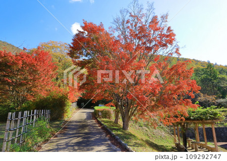 丹波伝統工芸公園「陶の郷（すえのさと）」紅葉風景 109292747
