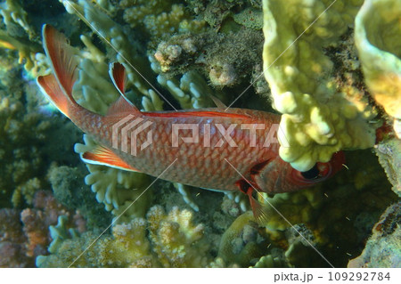 Pinecone soldierfish (Myripristis murdjan) 109292784