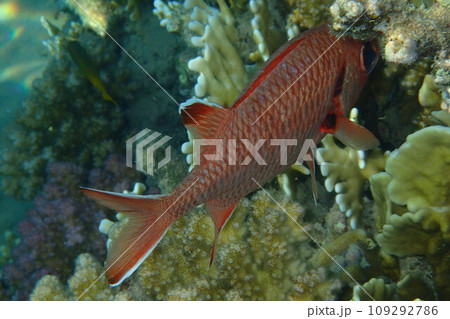 Pinecone soldierfish (Myripristis murdjan) Pinecone soldierfish (Myripristis murdjan) 109292786