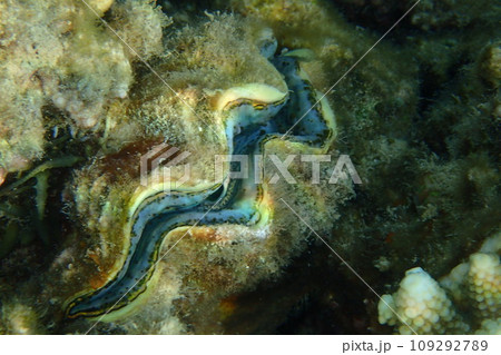 giant clam from the red sea giant clam from the red sea 109292789
