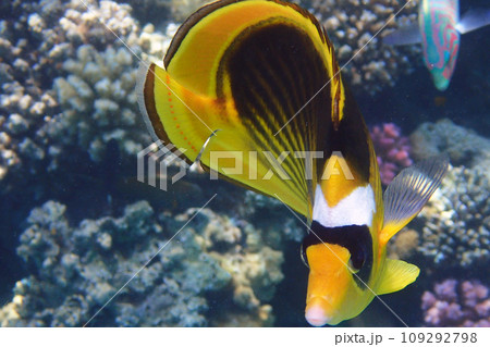 Diagonal butterflyfish (Chaetodon fasciatus) 109292798