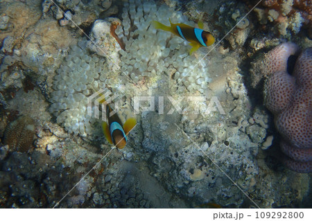cmall clown fish in the Red sea cmall clown fish in the Red sea 109292800