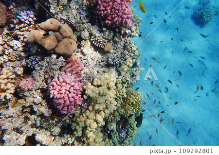 coral reef in Egypt, Makadi Bay 109292801