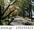 広島県広島市南区 比治山下 京橋川 秋の遊歩道 平和の道 109292824