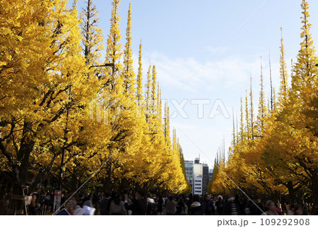 外苑の銀杏並木 外苑の銀杏並木 109292908