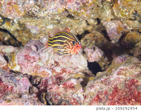 ヒリゾ浜の水中洞窟の不思議なヌノサラシ（ハタ科）の幼魚。  静岡県伊豆半島賀茂郡南伊豆町中木から渡し 109292954