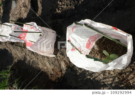 ソラ豆の苗植え付け ソラ豆の苗植え付け 109292994
