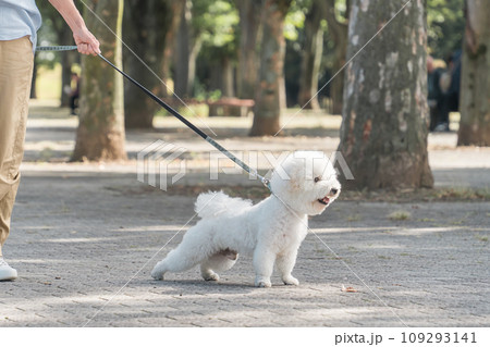 犬の散歩・散歩をする飼い主とビションフリーゼ 犬の散歩・散歩をする飼い主とビションフリーゼ 109293141