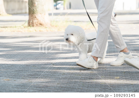 犬の散歩・散歩・外気浴をする飼い主とビションフリーゼ 犬の散歩・散歩・外気浴をする飼い主とビションフリーゼ 109293145