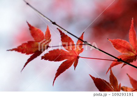 観音山の紅葉　2022-11-24　＃118 109293191