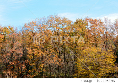 観音山の紅葉 2022-11-24 #120 観音山の紅葉 2022-11-24 #120 109293193