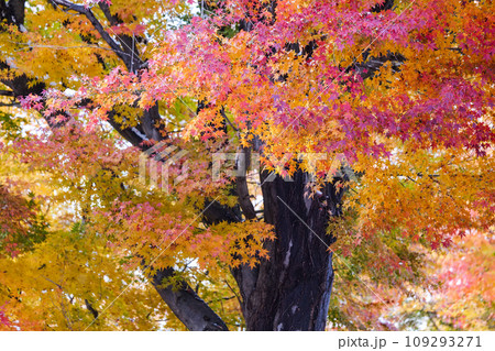 雪をかぶる紅葉　初雪で色が冴える紅葉　日本の雪国の風景 109293271