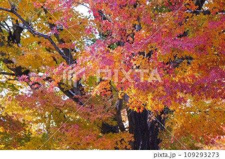 雪をかぶる紅葉 初雪で色が冴える紅葉 日本の雪国の風景 雪をかぶる紅葉 初雪で色が冴える紅葉 日本の雪国の風景 109293273