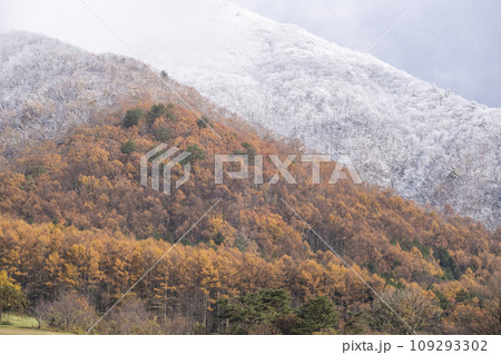 紅葉と雪(蒜山高原) 紅葉と雪(蒜山高原) 109293302