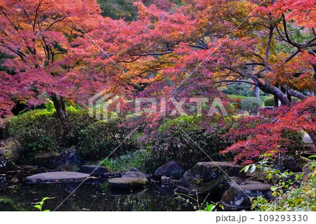 秋の芹が谷公園を行く 秋の芹が谷公園を行く 109293330