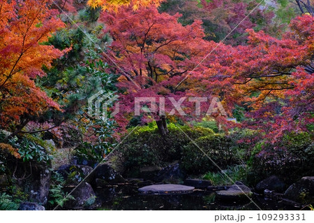 秋の芹が谷公園を行く 109293331