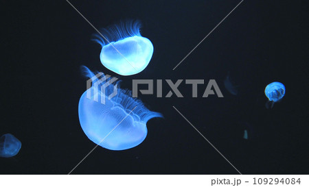 くらげ くらげ 109294084