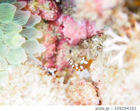 ヒリゾ浜のイソギンチャクにつく美しいイソギンチャクモエビ（モエビ科）。  静岡県伊豆半島賀茂郡南伊豆 109294201