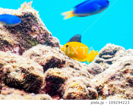 ヒリゾ浜の可愛いモンツキハギ（ニザダイ科）、ソラスズメダイ（スズメダイ科）の幼魚達。  静岡県伊豆半 109294223