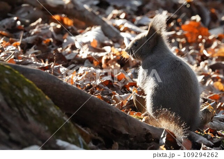 秋の陽に♪エゾリス 109294262