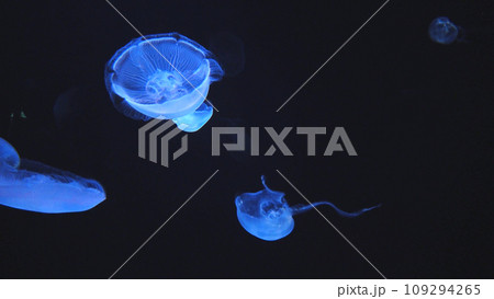 くらげ 109294265
