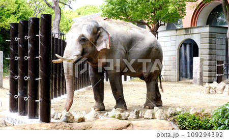 インドゾウ 109294392