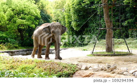 インドゾウ インドゾウ 109294394